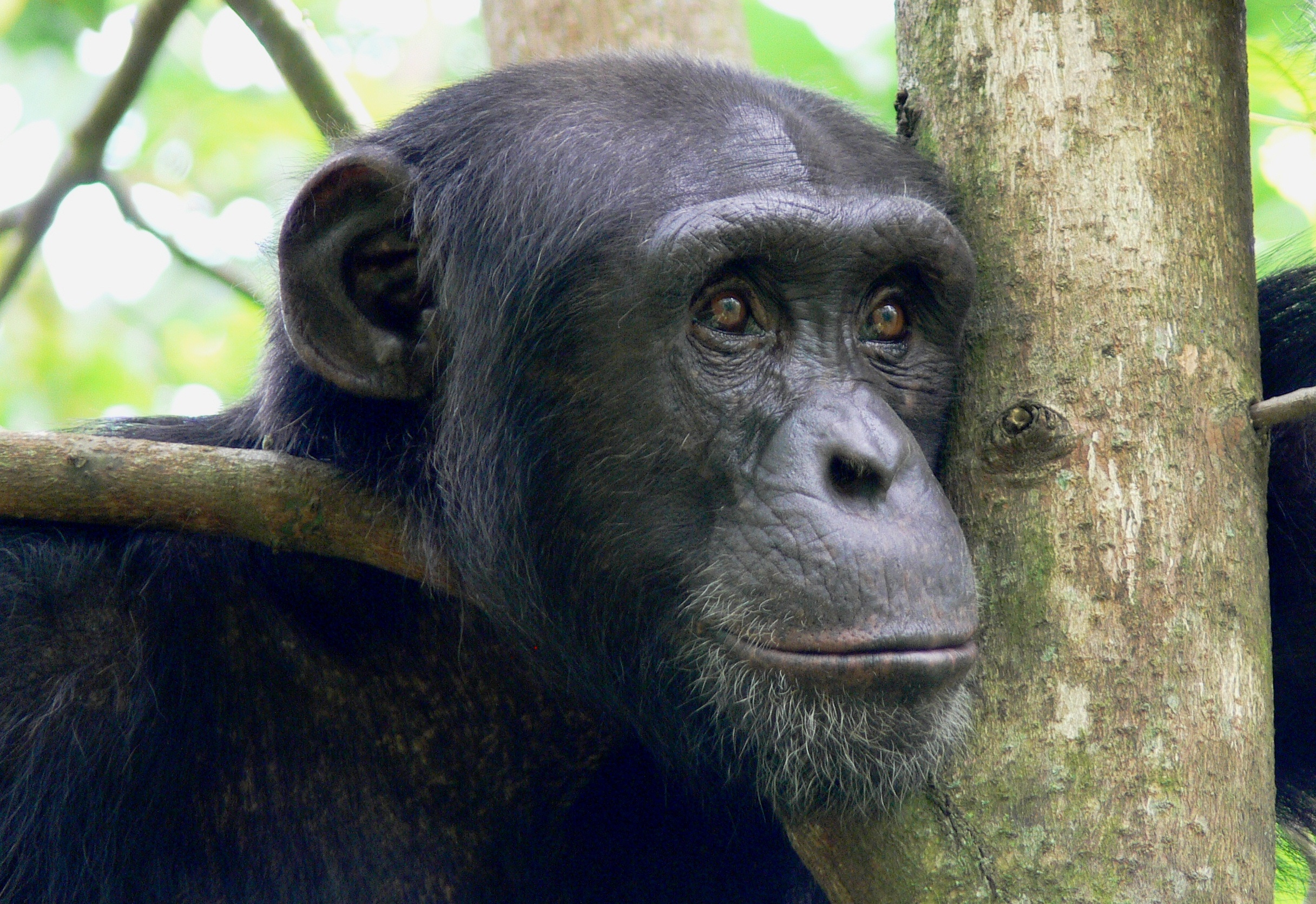 Звуки мартышки. Западный шимпанзе. Звуки шимпанзе. Нигерия шимпанзе.